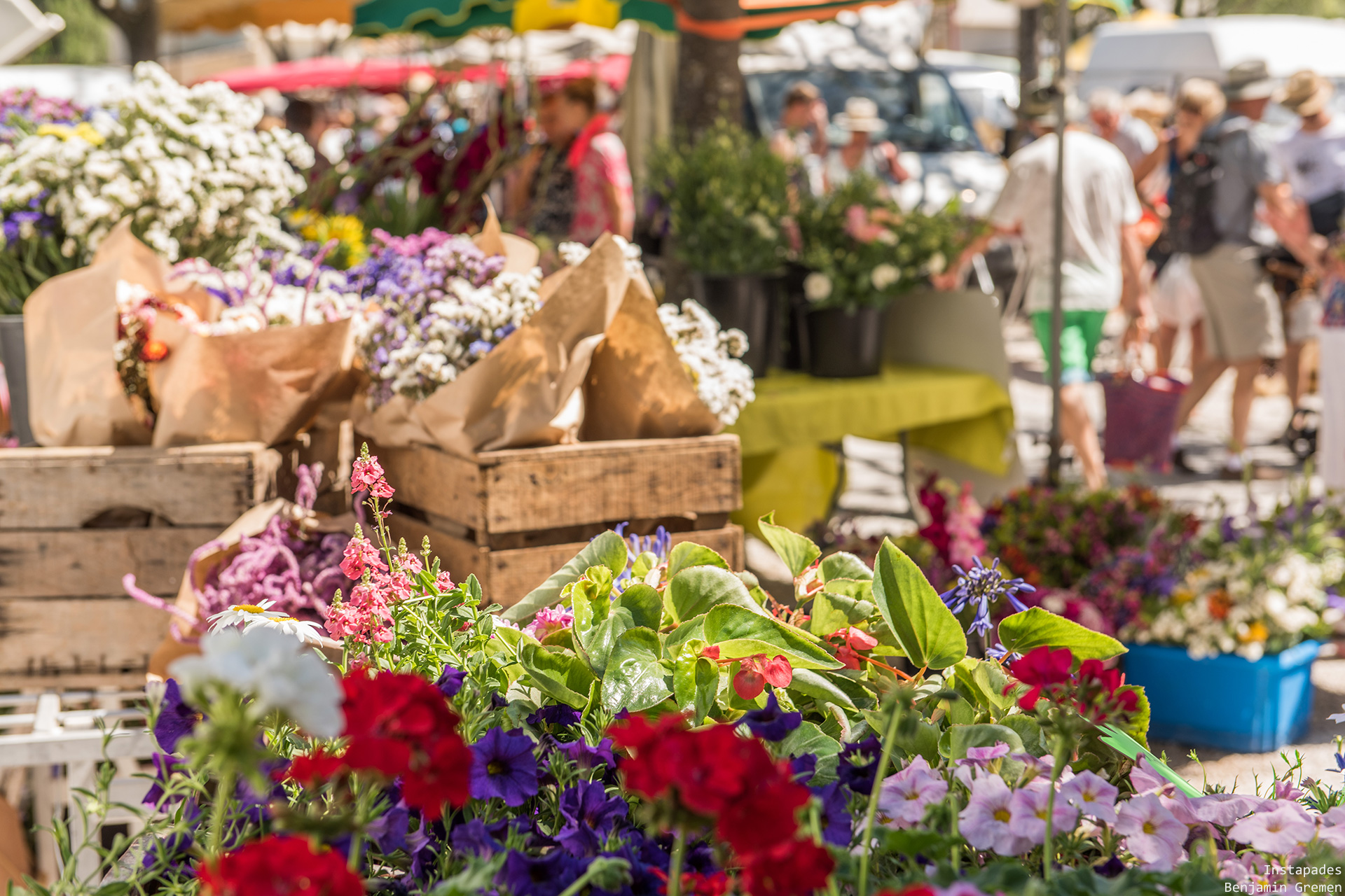 coustellet-marche-fleur1