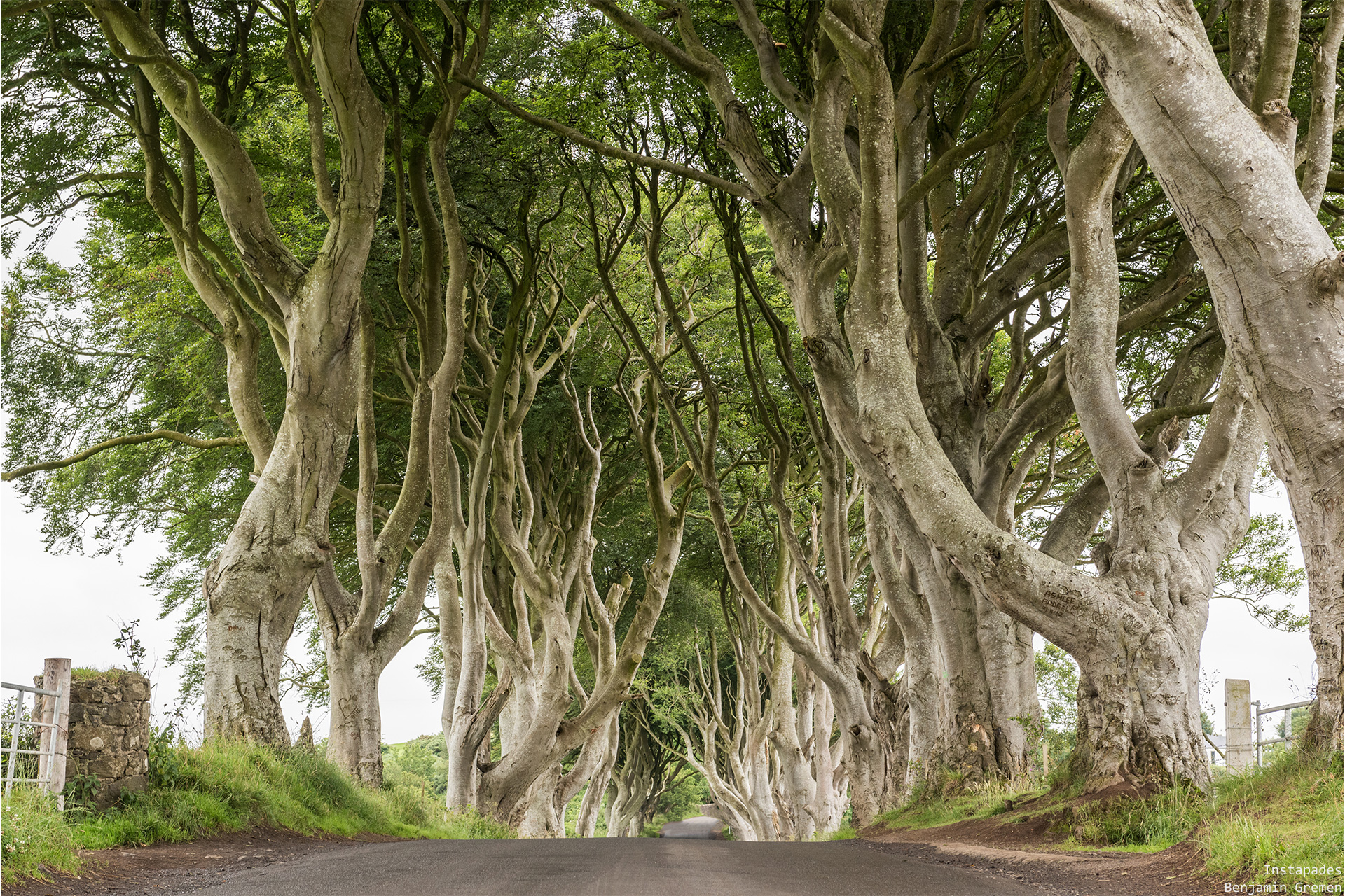 j4-dark-hedges-7283