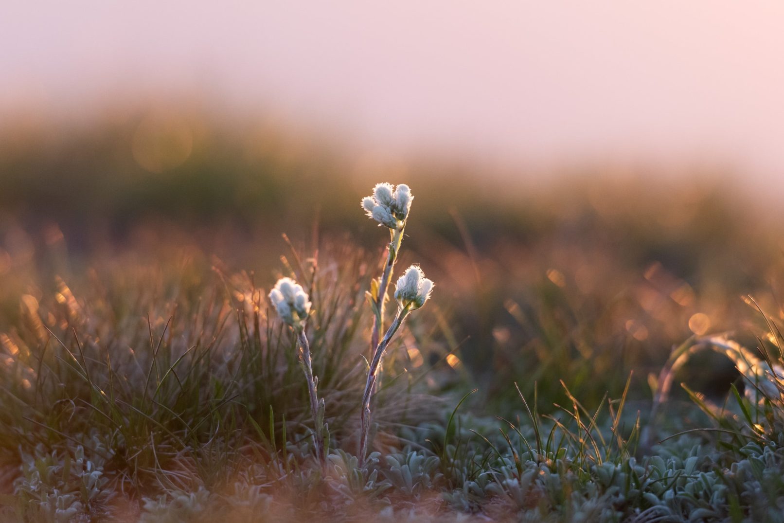 fleur au coucher du soleil