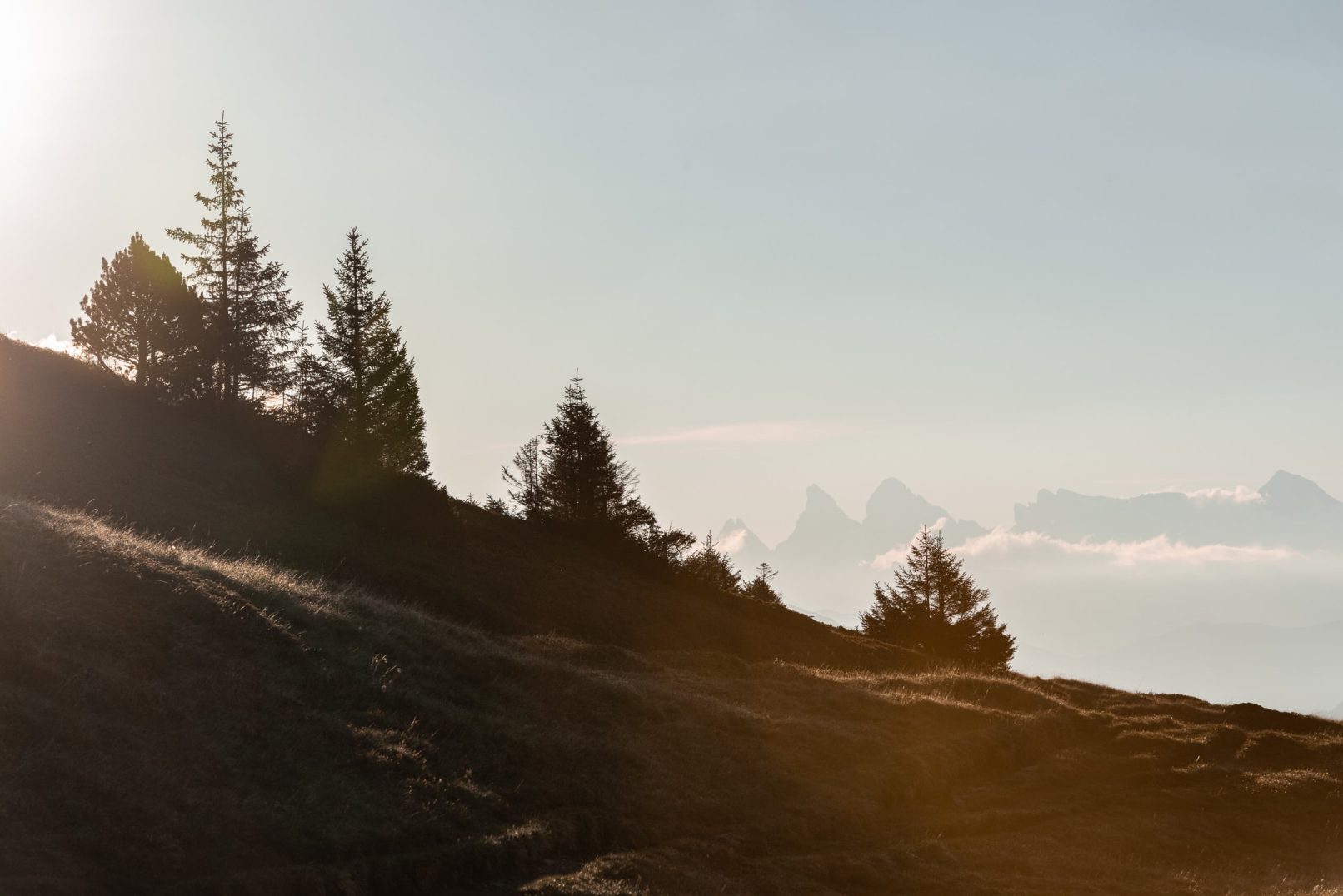 matin sur une crête avec sapin