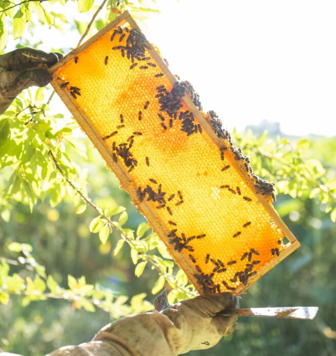 abeilles sur planche de miel