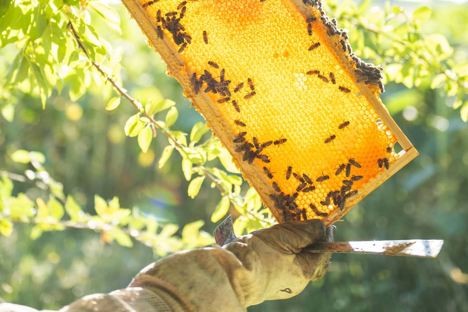 abeilles sur planche de miel