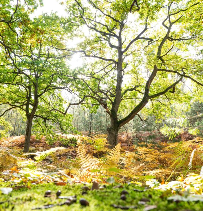 foret de feuillus avec fougères