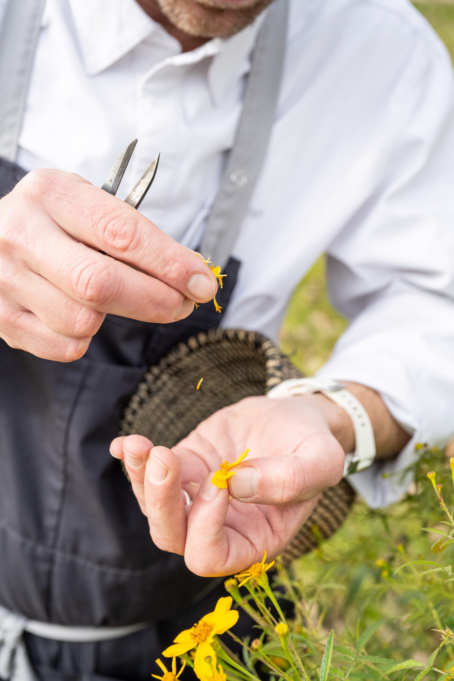 un chef de cuisine qui cueille des fleurs