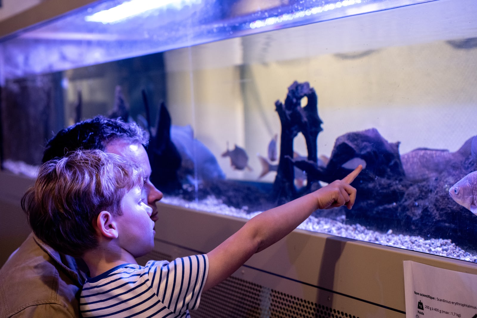 père et son fil devant un aquarium