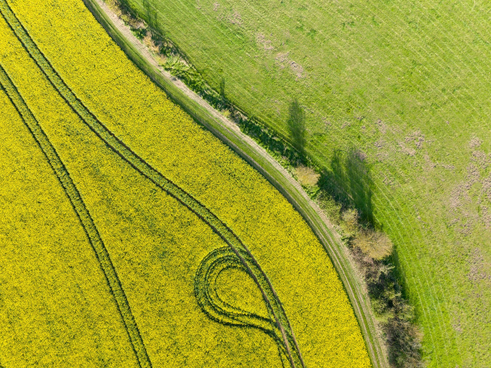 vue en drone champs de colza