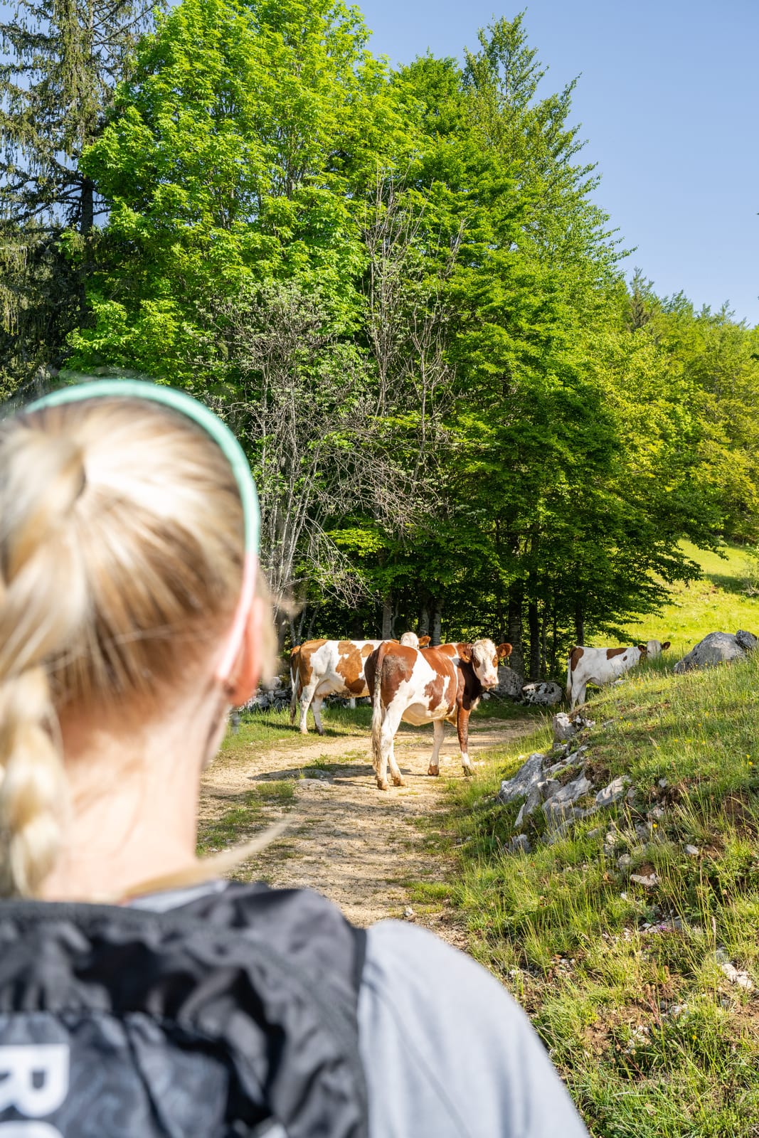 traileuse devant vaches