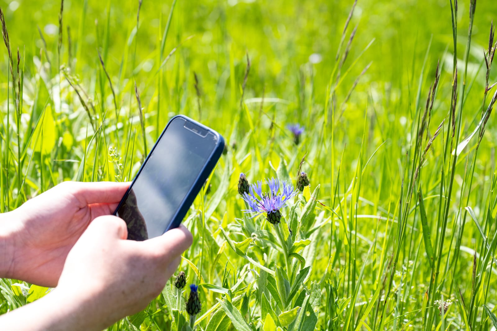 portable qui photographie une fleur