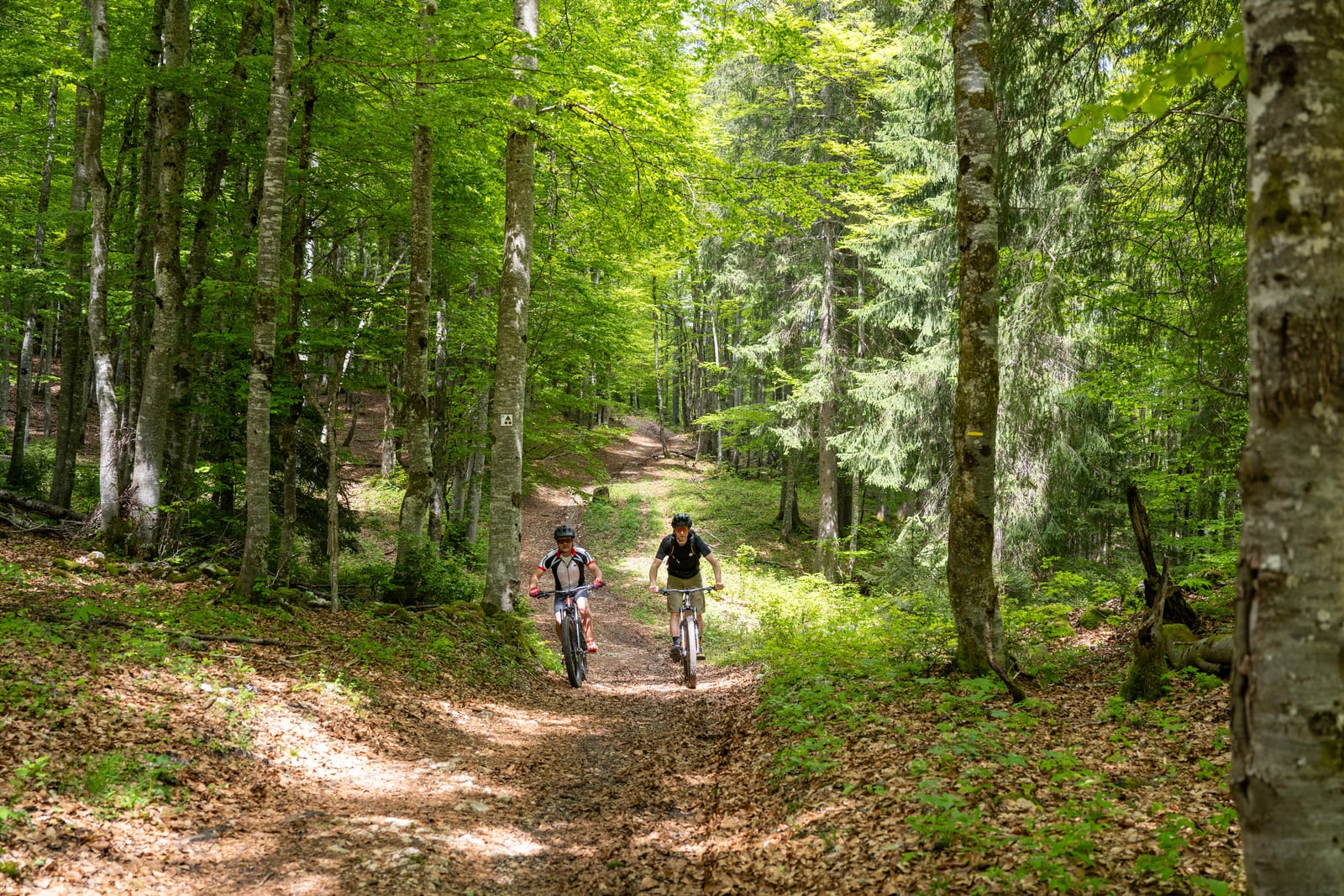 vttistes sur sentier forestier