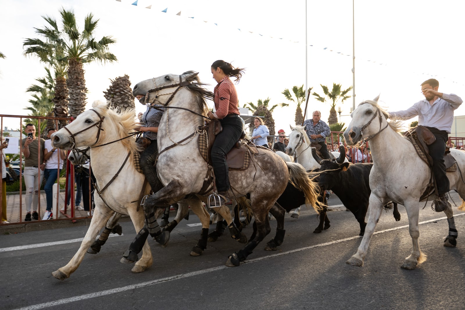 cavaliers et taureau dans la rue