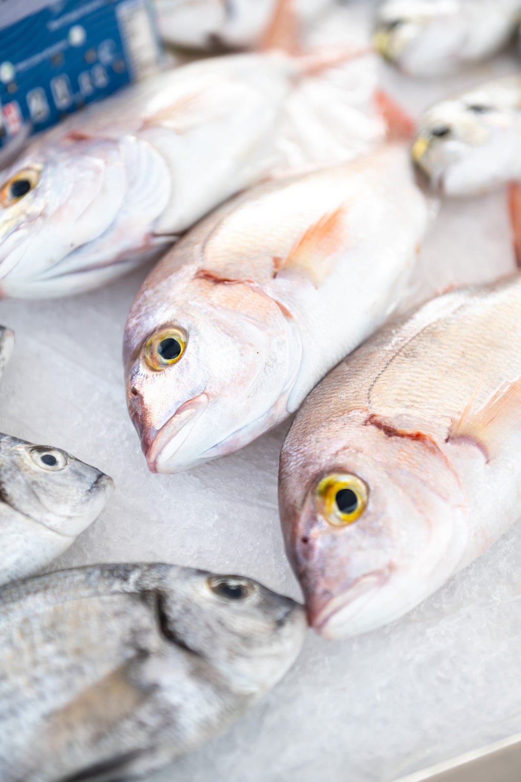 poissons sur étal