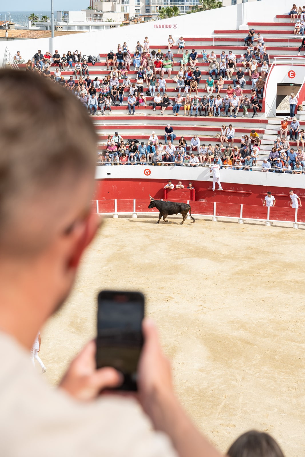 photo du taureau avec le portable