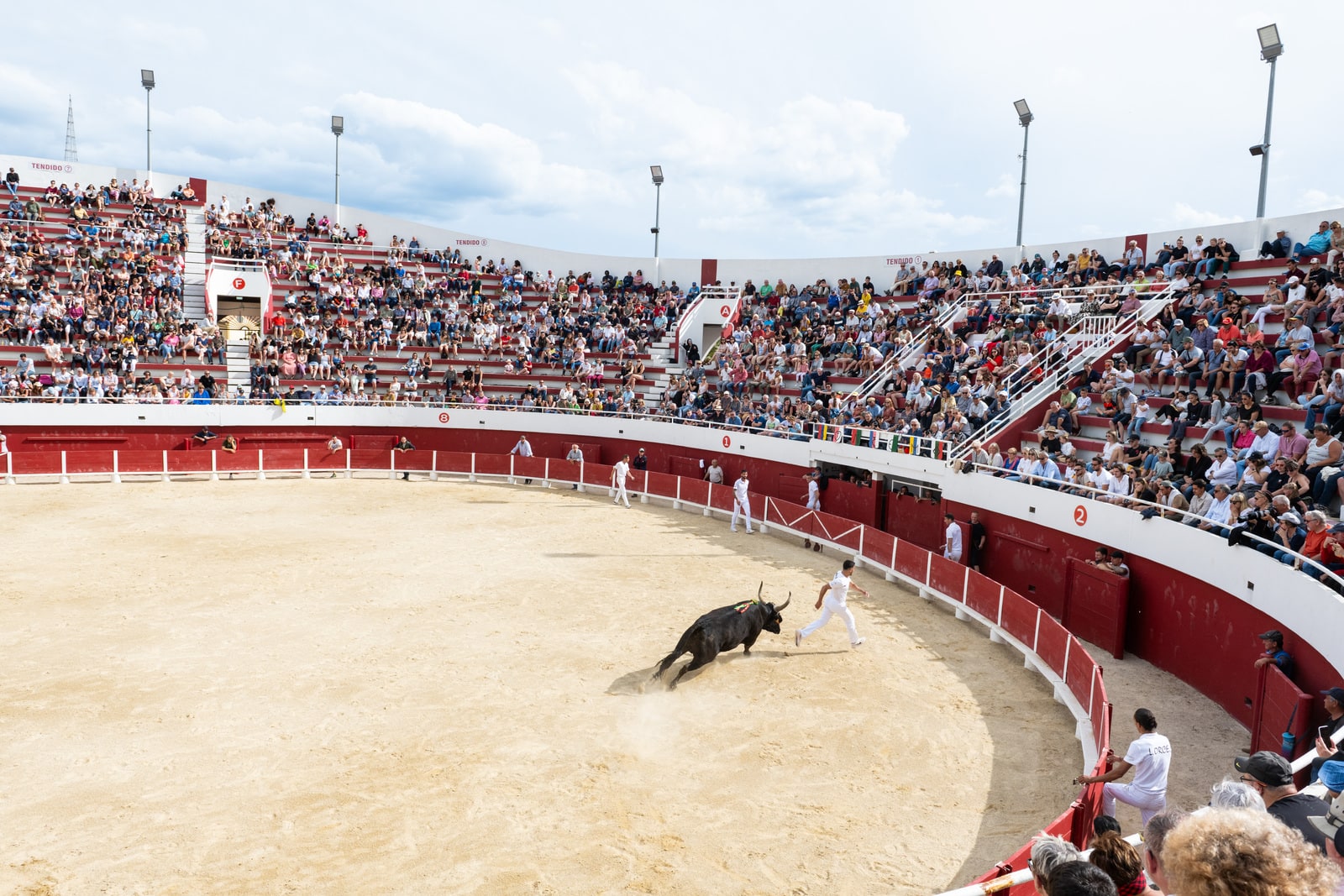 course taureau dans l'arène