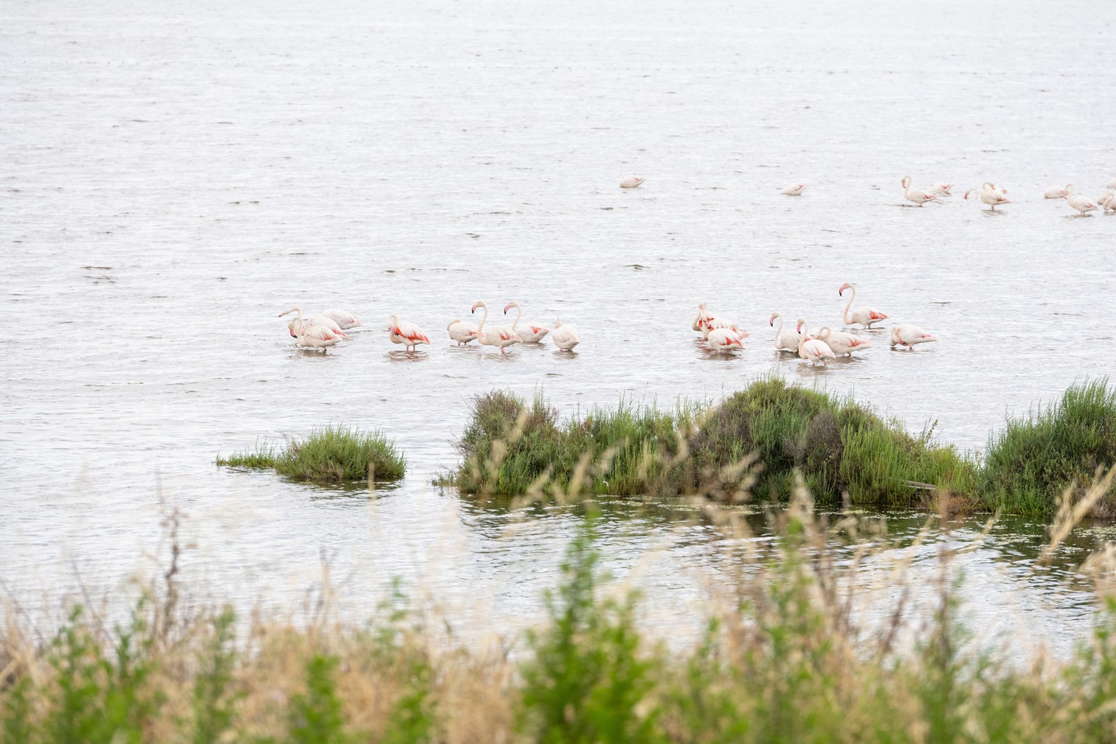 flamants roses dans un marais