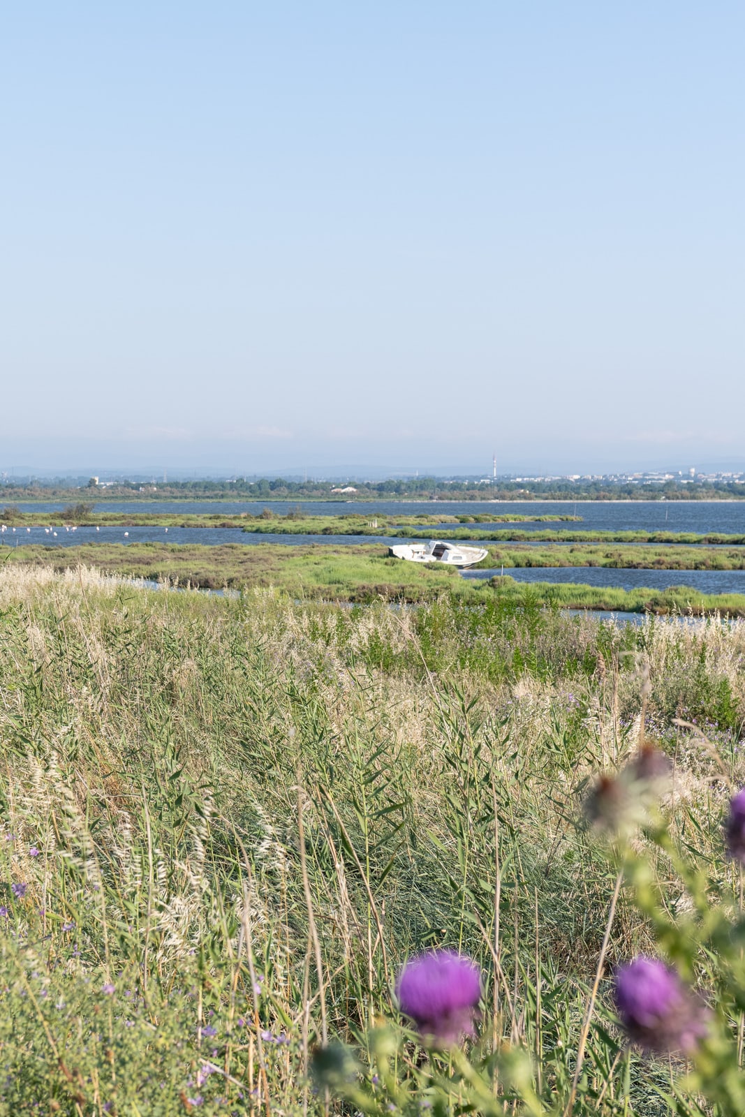 paysage marais