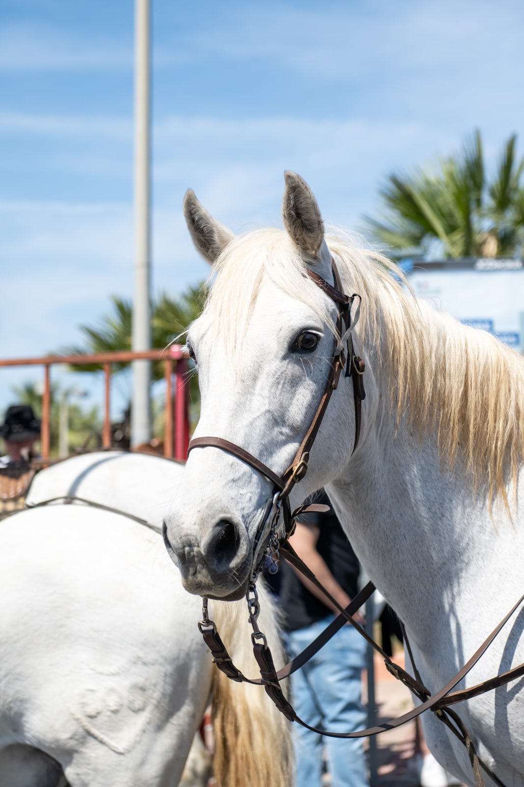 cheval camarguais