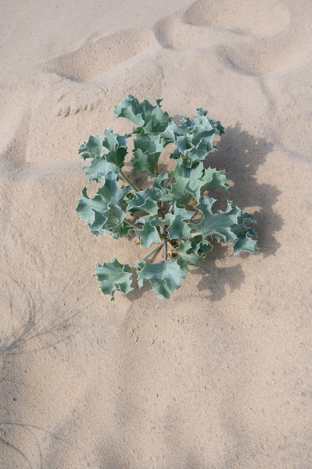plante dans le sable