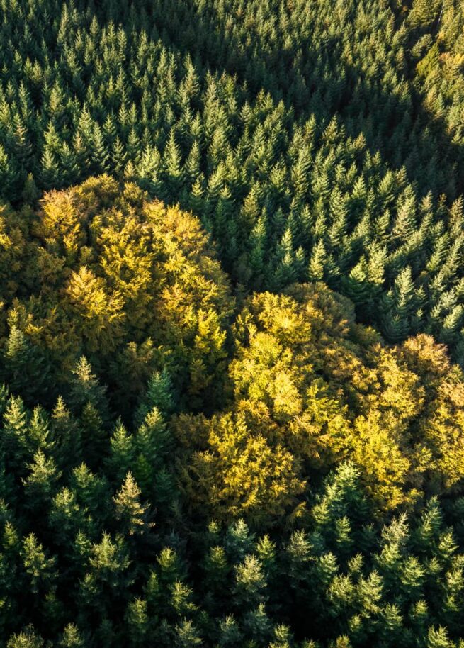 reportage photo forêt