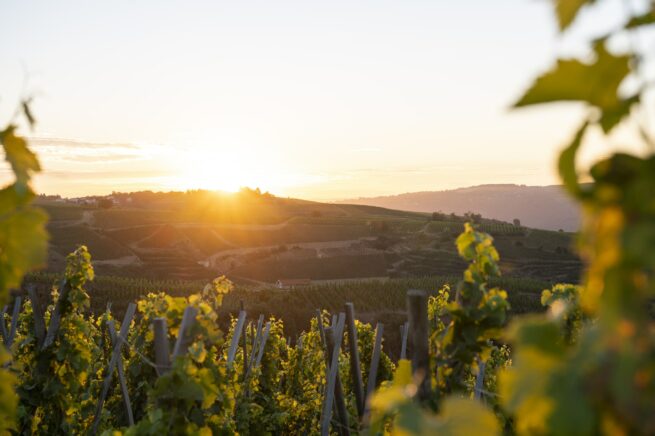 vienne condrieu tourisme oenotourisme